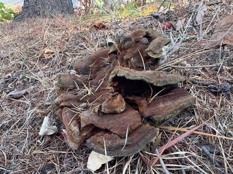 カイメンタケ 04 海綿茸,カイメンタケ,ツガサルノコシカケ科の写真素材