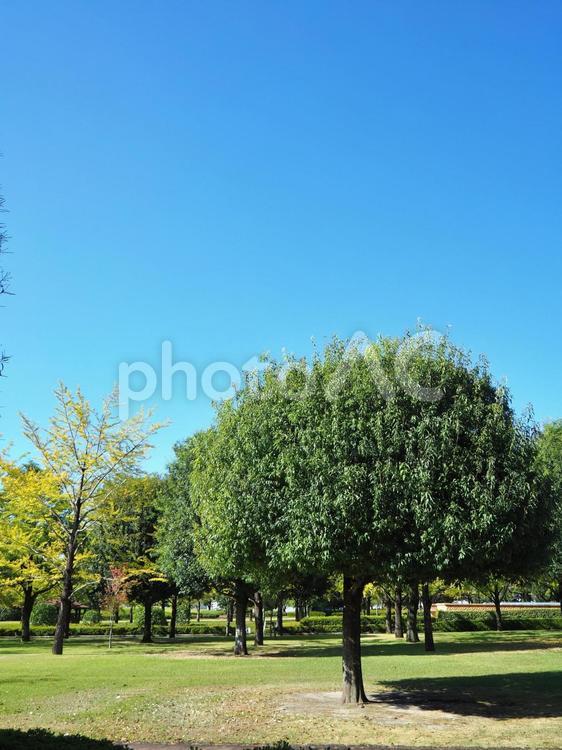 公園の風景 公園,木々,木の写真素材
