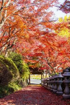 称名寺の紅葉⑻ 秋,紅葉,称名寺の写真素材