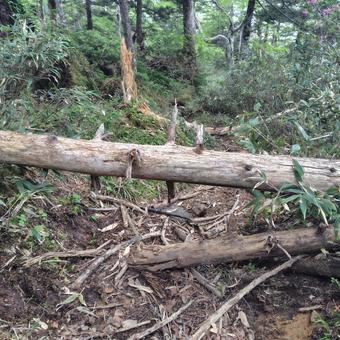 トゲトゲの罠みたいな倒木 トゲトゲの罠みたいな倒木 登山,山,登山道の写真素材