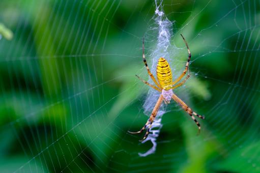 ナガコガネグモ ナガコガネグモ ナガコガネグモ,長黄金蜘蛛,コガネグモ科の写真素材