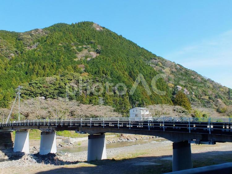 山に桜咲く　橋のある風景 桜,橋,川の写真素材