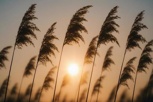 夕陽に透ける葦の群れ 夕陽に透ける葦の群れの写真