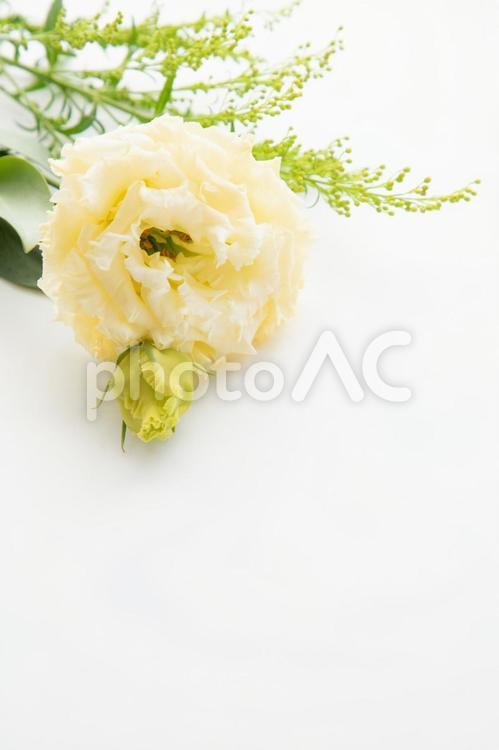 春らしい黄色い花の背景　縦位置 背景,母の日,結婚の写真素材