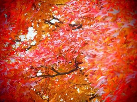 紅葉 紅葉の写真