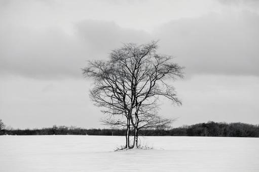 雄大な雪原に立つ孤高の大樹に漂う静寂 孤高,大樹,雪景色の写真素材