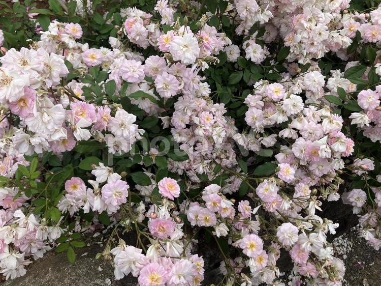 沢山のバラ 植物,花,バラの写真素材