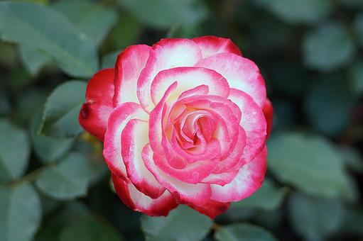 荒牧バラ園158 プリンセス・モナコ 荒牧バラ園158 プリンセス・モナコの写真