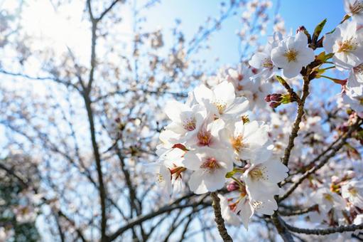 桜 桜の写真