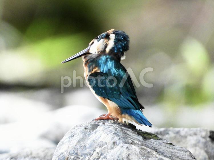 毛繕いをするカワセミ 鳥,野鳥,カワセミの写真素材