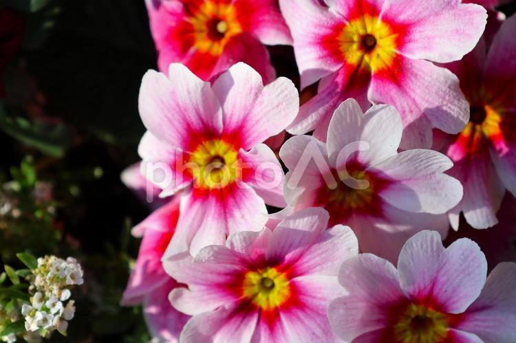 ２月上旬の庭の陽の当たるプリムラの花 背景,プリムラ,花の写真素材
