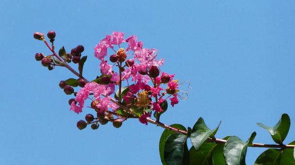 サルスベリの花の写真素材 写真素材なら 写真ac 無料 フリー ダウンロードok サルスベリの花の写真素材 写真素材なら 写真ac 無料 フリー ダウンロードok