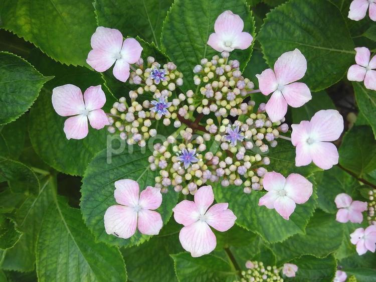 装飾花が取り囲むガクアジサイ あじさい,ガクアジサイ,梅雨の写真素材