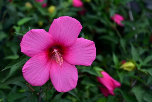 芙蓉の花 芙蓉,花,花壇の写真素材