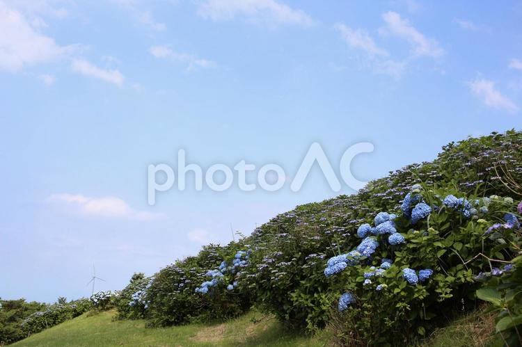 晴天の日のアジサイ 自然,何人もありません,草の写真素材