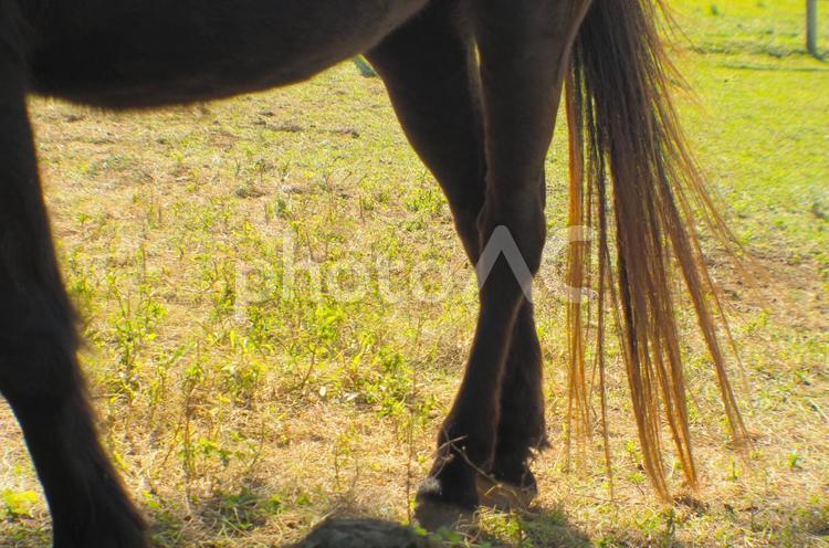 牧場の馬の尻尾と足 乗馬,ポニーテール,光の写真素材