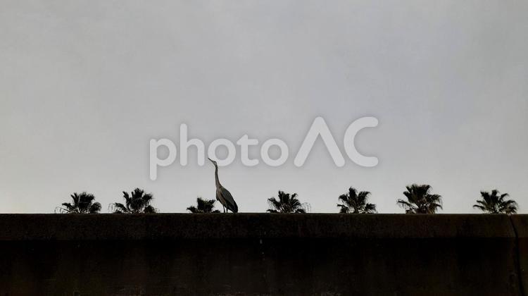 海際のアオサギとヤシの木2 アオサギ,春,鳥の写真素材