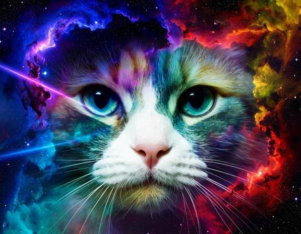 宇宙と猫 宇宙と猫の写真