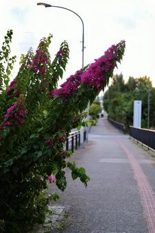道端のブーゲンビリア 道端のブーゲンビリア 花,夏の花,南国の写真素材