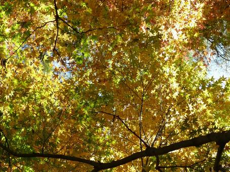 もみじ(黄) もみじ(黄)の写真