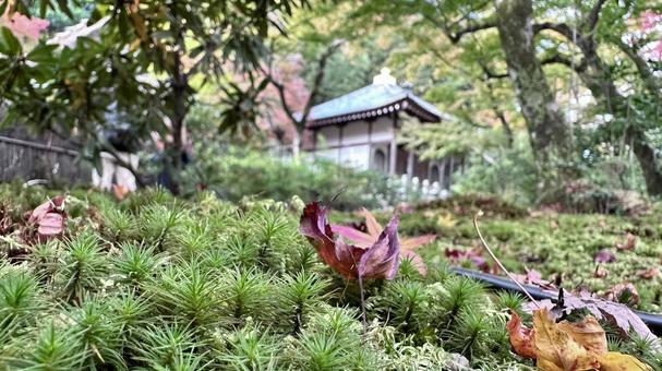 京都の自然風景2の写真