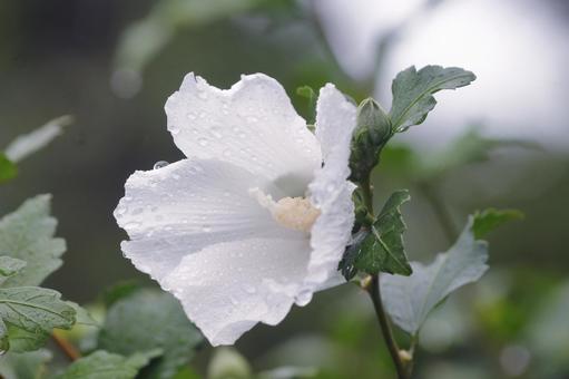 雨の白芙蓉 芙蓉,水滴,雨の写真素材
