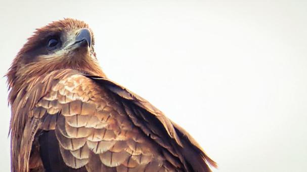 トビ 野鳥,鳥,トビの写真素材