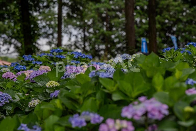 指扇アジサイまつり2025年 アジサイ,紫陽花,花の写真素材