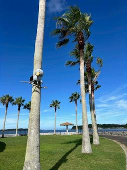 ハートランドのヤシの木 ハートランドのヤシの木 ハートランド,海水浴,ヤシの木の写真素材