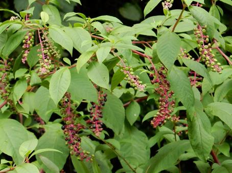 【植物写真】ヨウシュヤマゴボウ 【植物写真】ヨウシュヤマゴボウの写真