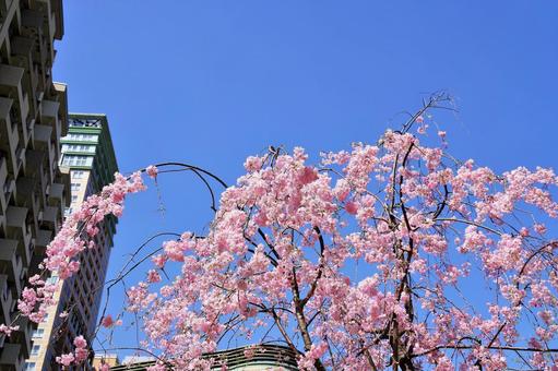 枝垂れ桜とビル 枝垂れ桜とビルの写真