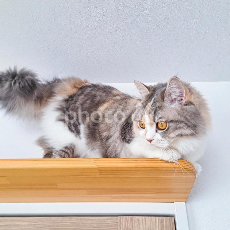 キャットウォークの上の猫 猫,ねこ,ネコの写真素材