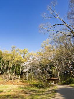 青空と公園のヤマザクラ 青空と公園のヤマザクラの写真