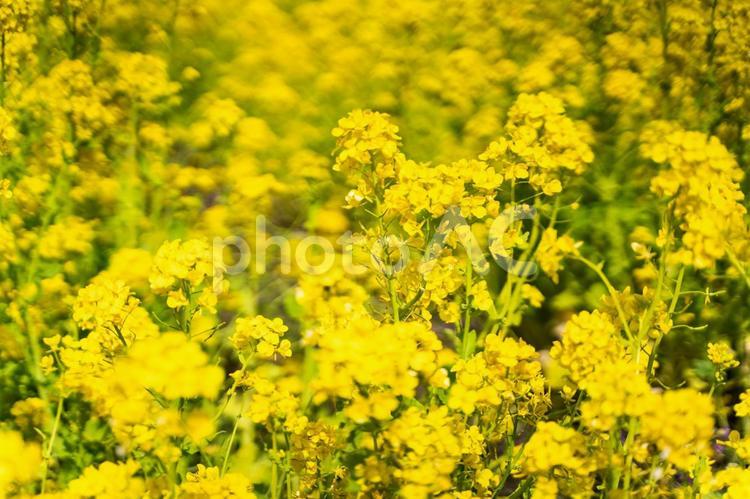 満開の菜の花畑と春の光④ 菜の花,花畑,春の写真素材