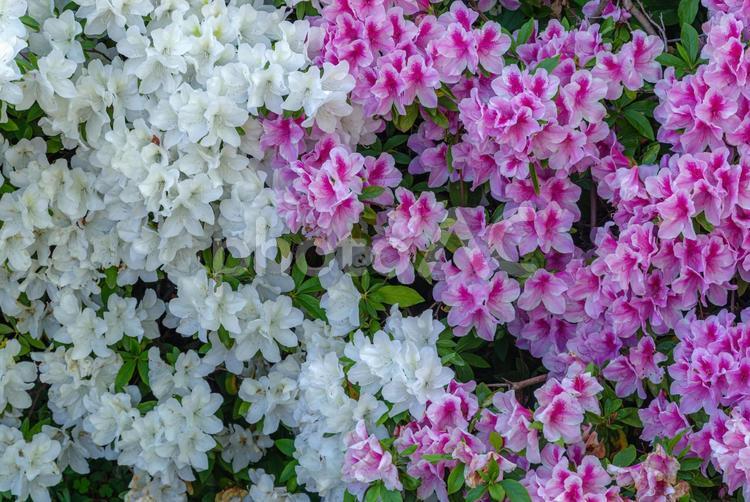 2色のツツジ つつじ,花,植物の写真素材