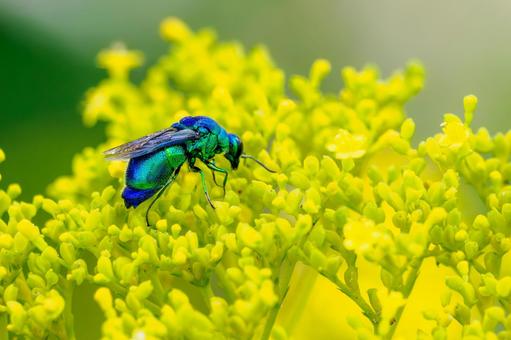 オオセイボウ(25) オオセイボウ(25) 蜂,オオセイボウ,宝石蜂の写真素材