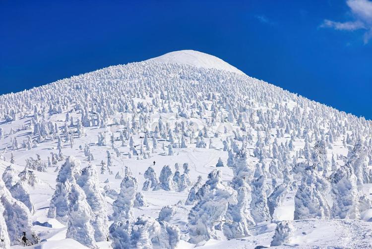 冠雪の八甲田山の樹氷 冠雪,冬山,雪山の写真素材
