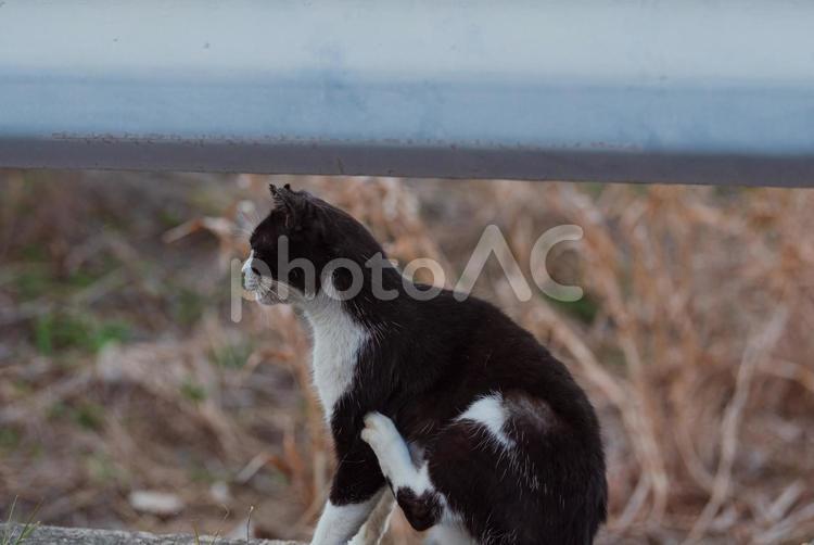 カキカキしてどうしようか考えるハチワレ猫 ハチワレ猫,地域猫,さくらねこの写真素材