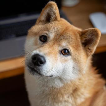 パソコンのそばでカメラを見つめる柴犬 パソコンのそばでカメラを見つめる柴犬の写真