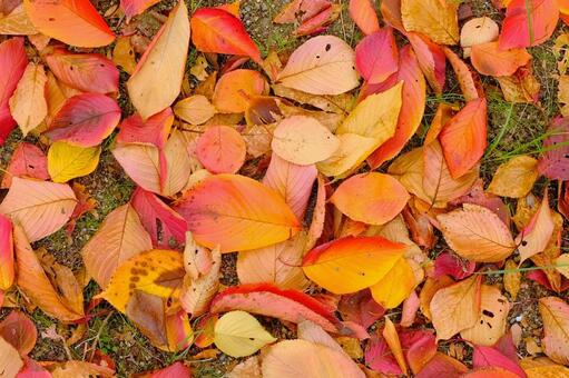 色とりどりの落ち葉テクスチャ 落ち葉,紅葉,秋の写真素材