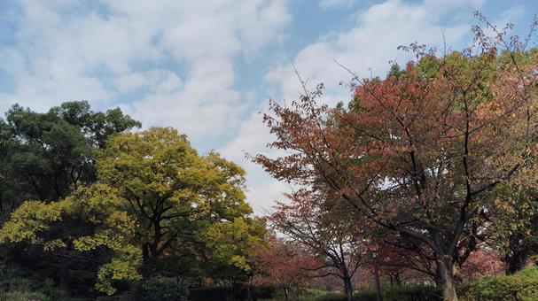大阪城公園の紅葉 紅葉,木,空の写真素材