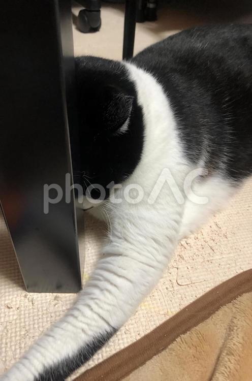 眠さの限界 猫,ペット,動物の写真素材