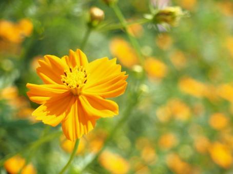Yellow Cosmos, JPG