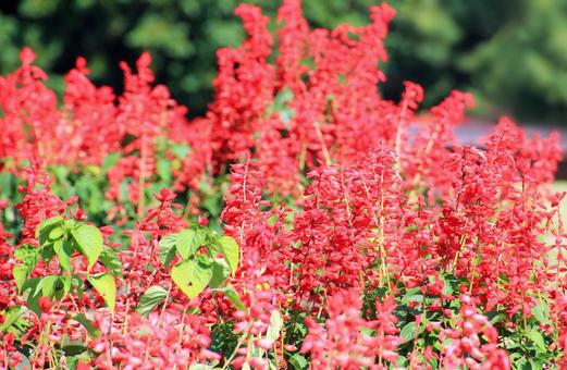鮮やかな赤いサルビアの花 鮮やかな赤いサルビアの花 サルビア,赤い花,シソ科の写真素材