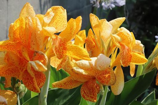 カンナの花 カンナの花 植物,花,カンナの写真素材