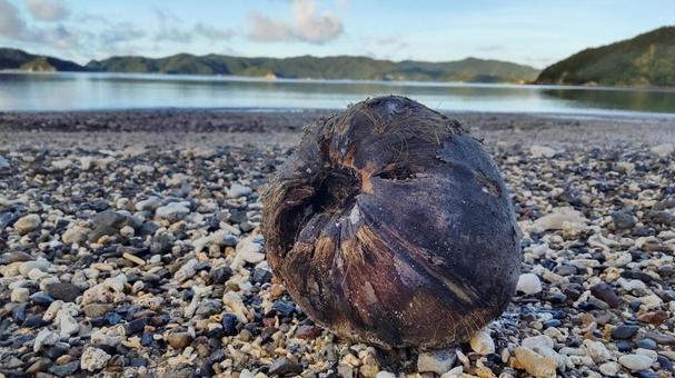 海岸に打ち上げられたヤシの実 海岸に打ち上げられたヤシの実の写真