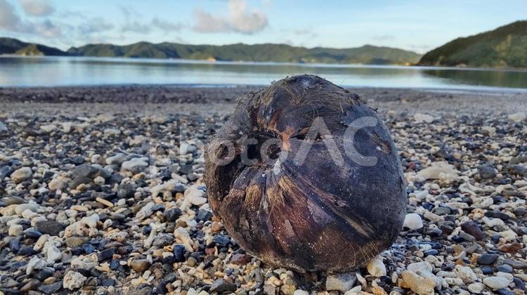 海岸に打ち上げられたヤシの実 奄美,自然,景色の写真素材