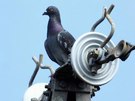 高架の上にとまるハト 高架の上にとまるハトの写真