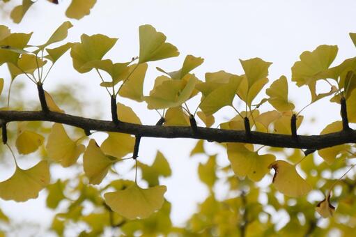 銀杏 銀杏,秋,自然の写真素材