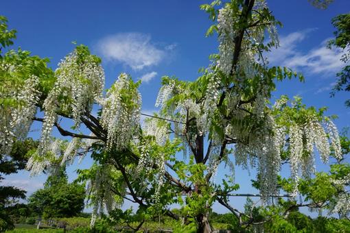 Wisteria and sky, JPG